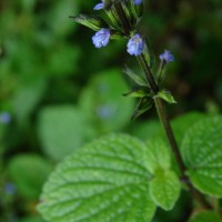 Salvia tiliifolia Vahl